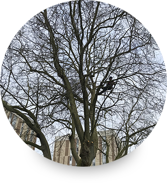 Travaux élagage et abattage d'arbres dans l'Oise
