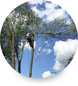 Travaux élagage et abattage d'arbres dans l'Oise