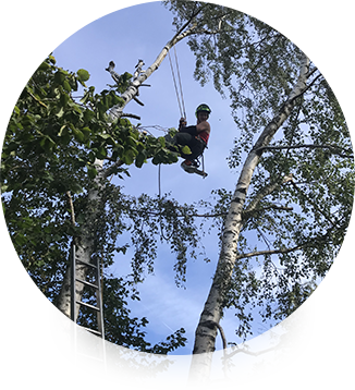 Travaux élagage et abattage d'arbres dans l'Oise